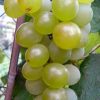 Barbatelle Di Vite Innestate Di Uva Bianca Da Tavola FRAGOLA – Pianta Con Radici In Vaschetta Biodegradabile