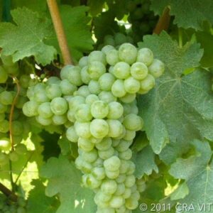 sauvignon-bianco