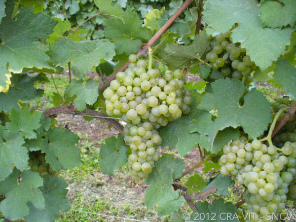 trebbiano-romagnolo